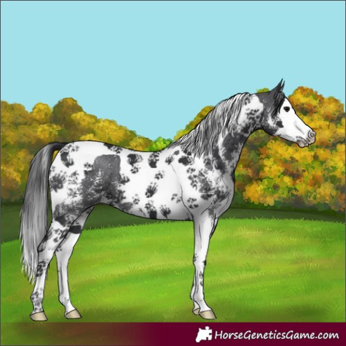 Horse Color:Black Sabino Splash Tobiano 
