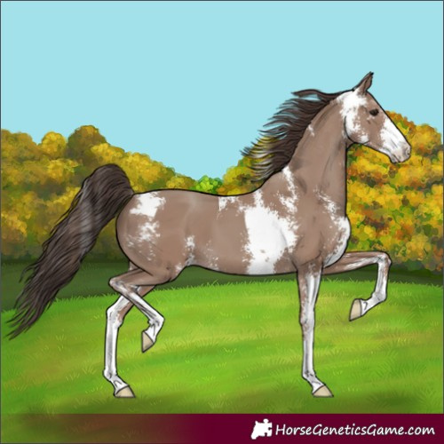 Horse Color:Classic Champagne Sabino 