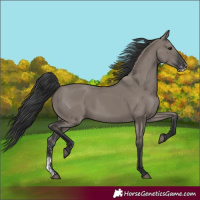 Horse Color:Grullo Sabino