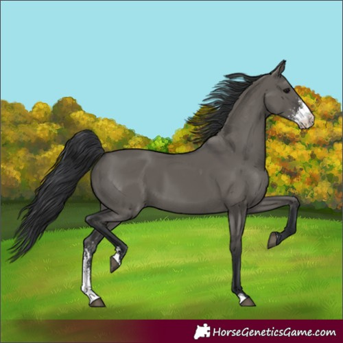 Horse Color:Grullo Sabino 