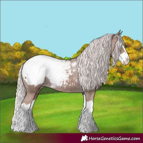 Horse Color:Silver Black Splash Appaloosa