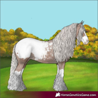 Horse Color:Silver Black Splash Appaloosa 