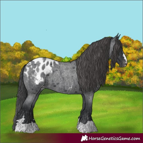 Horse Color:Blue Roan Appaloosa