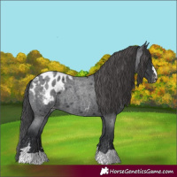 Horse Color:Blue Roan Appaloosa 