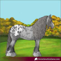 Horse Color:Blue Roan Appaloosa 