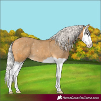 Horse Color:Silver Buckskin Splash Appaloosa 