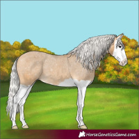 Horse Color:Silver Buckskin Splash Appaloosa 