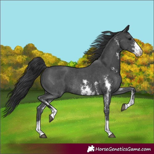Horse Color:Black Sabino Rabicano 