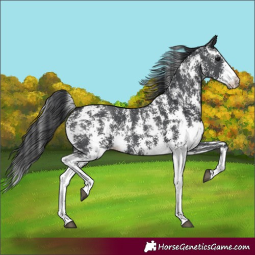 Horse Color:Black Sabino 