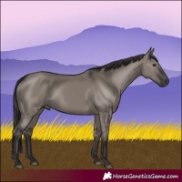 Horse Color:Smoky Grullo 