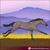 Horse Color:Smoky Grullo