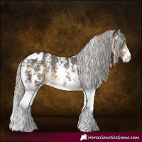Horse Color:Silver Buckskin Sabino Appaloosa