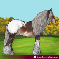 Horse Color:Silver Brown Tobiano Appaloosa 