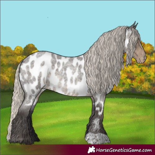 Horse Color:Silver Smoky Blue Roan Appaloosa 