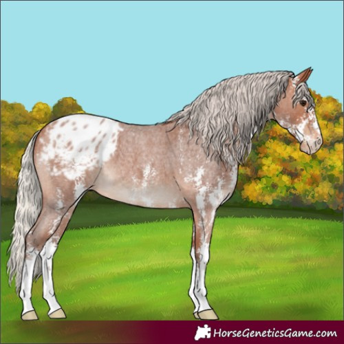 Horse Color:Silver Bay Roan Sabino Appaloosa