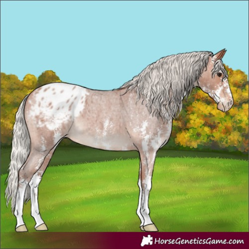 Horse Color:Silver Bay Roan Sabino Appaloosa
