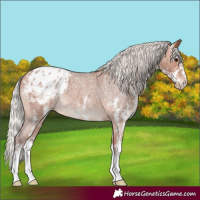 Horse Color:Silver Bay Roan Sabino Appaloosa 