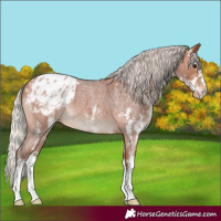 Horse Color:Silver Bay Roan Sabino Appaloosa 