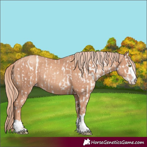 Horse Color:Gold Champagne Appaloosa and Gold Champagne