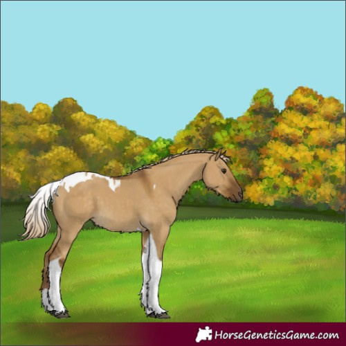 Horse Color:Chocolate Palomino Dun Tobiano 