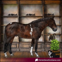 Horse Color:Bay Ice Tobiano 