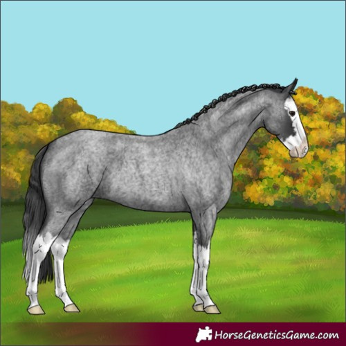 Horse Color:Blue Roan Splash
