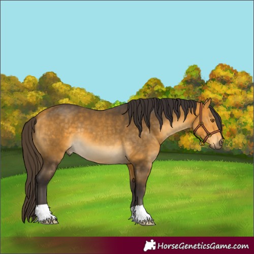 Horse Color:Buckskin 