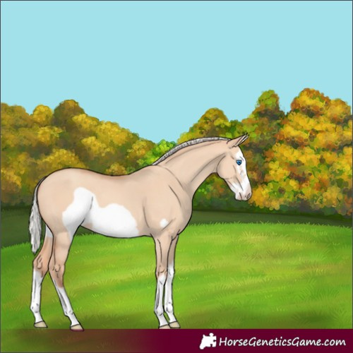 Horse Color:Silver Amber Champagne Dun Splash Frame