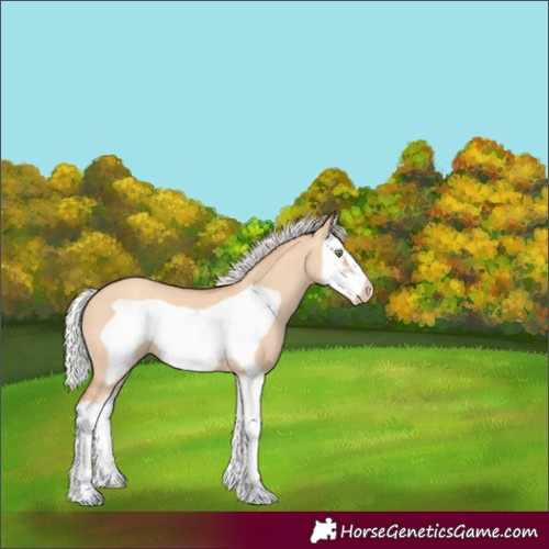 Horse Color:Silver Amber Champagne Dun Splash Frame 