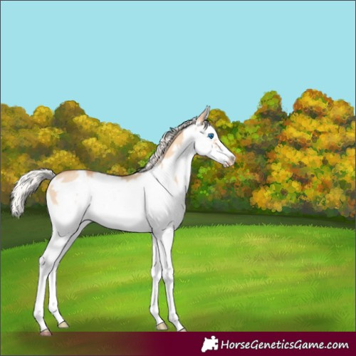 Horse Color:Silver Amber Champagne Dun Splash Frame Appaloosa