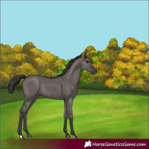Horse Color:Grullo Rabicano 