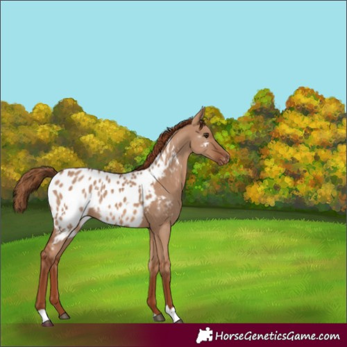 Horse Color:Red Dun Appaloosa Rabicano