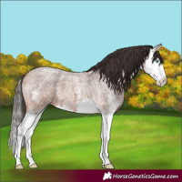 Horse Color:Bay Roan Sabino Splash