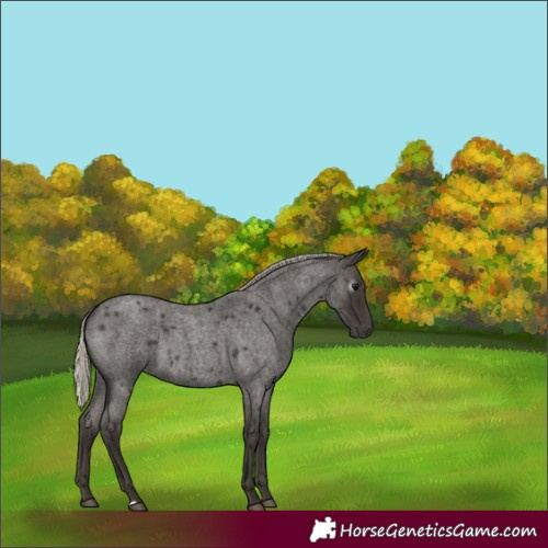 Horse Color:Gray Silver Blue Roan 