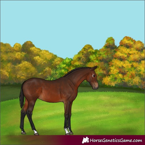 Horse Color:Gray Bay 