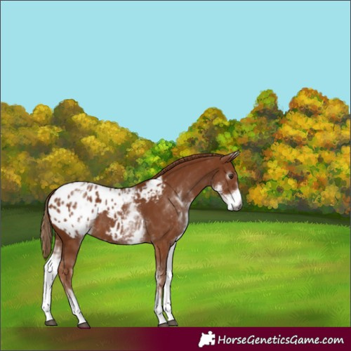 Horse Color:Gray White Spotted Chestnut Appaloosa 