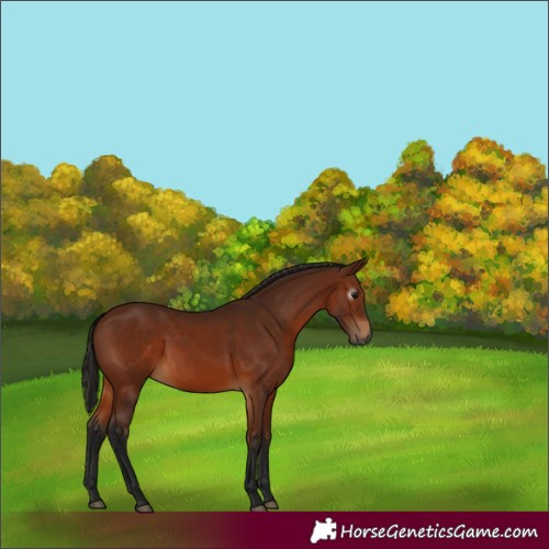 Horse Color:Gray Bay