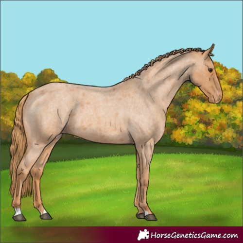 Horse Color:Red Roan Appaloosa 
