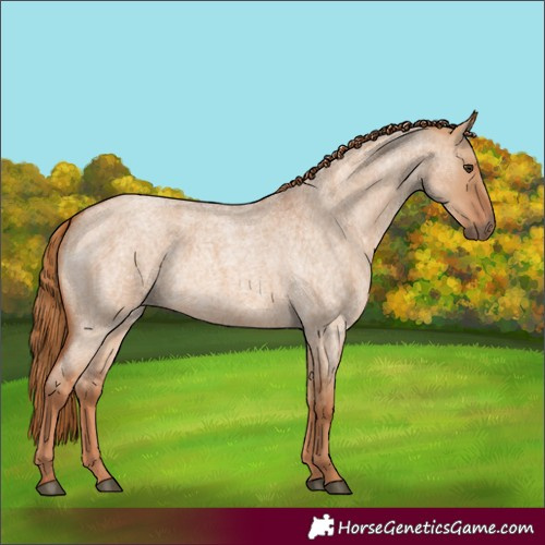 Horse Color:Red Dun Roan 