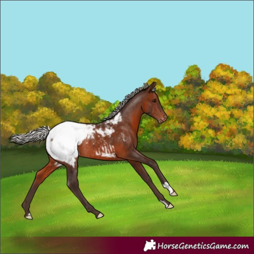 Horse Color:Silver Brown Appaloosa Rabicano 