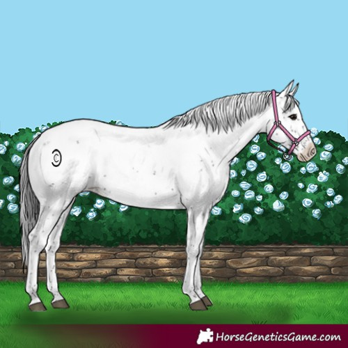 Horse Color:Black Sabino Near Leopard Rabicano