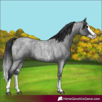 Horse Color:Blue Roan Sabino Splash  and Blue Roan Sabino Splash 