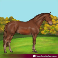 Horse Color:Chestnut Rabicano 
