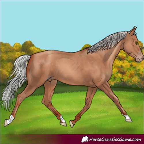 Horse Color:Silver Sable Champagne 