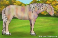 Horse Color:Nacre Palomino 