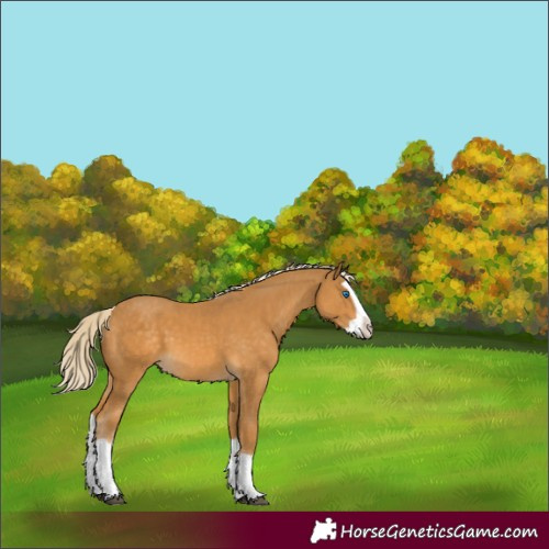 Horse Color:Palomino Splash