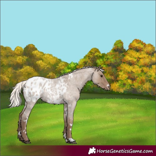 Horse Color:White Spotted Silver Grullo Roan Blanket Rabicano