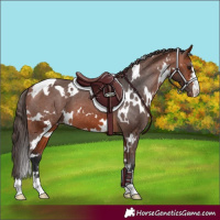 Horse Color:White Spotted Bay Appaloosa 