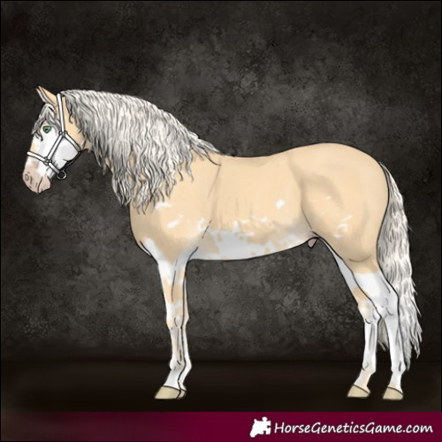 Horse Color:Gold Cream Champagne Splash Frame 