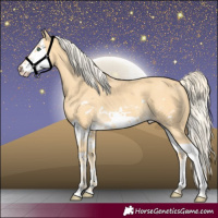 Horse Color:Gold Cream Champagne Splash Frame 